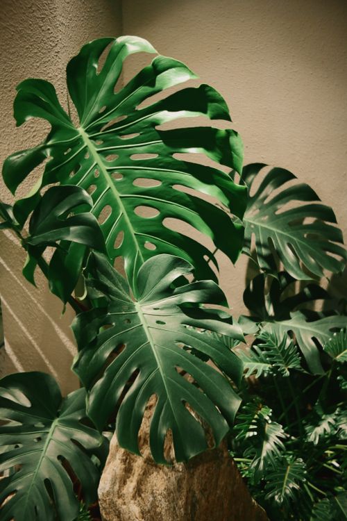 Free Close-up of vibrant Monstera leaves in soft indoor lighting, enhancing natural decor. Stock Photo