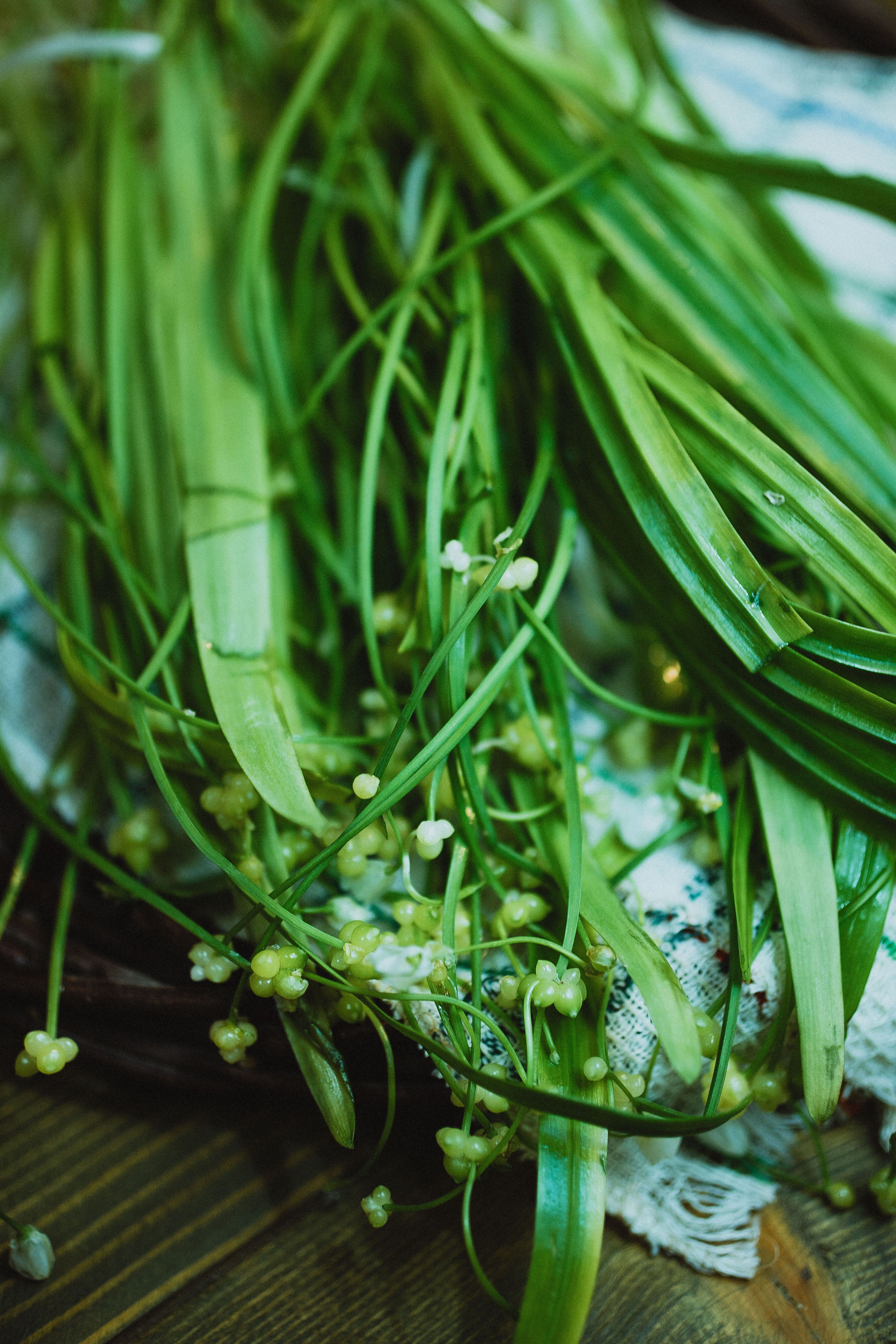 Close-Up of Fresh Green Plant Stems on Fabric · Free Stock Photo