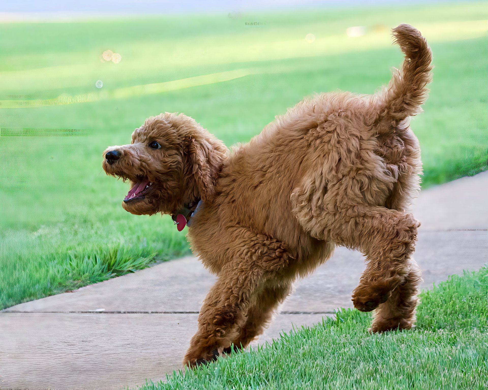Energetic Labradoodle puppy playfully running on the grass in a sunny park.