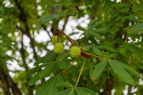 Free Detailed view of green horse chestnut fruits hanging on tree branches with lush leaves, captured outdoors. Stock Photo