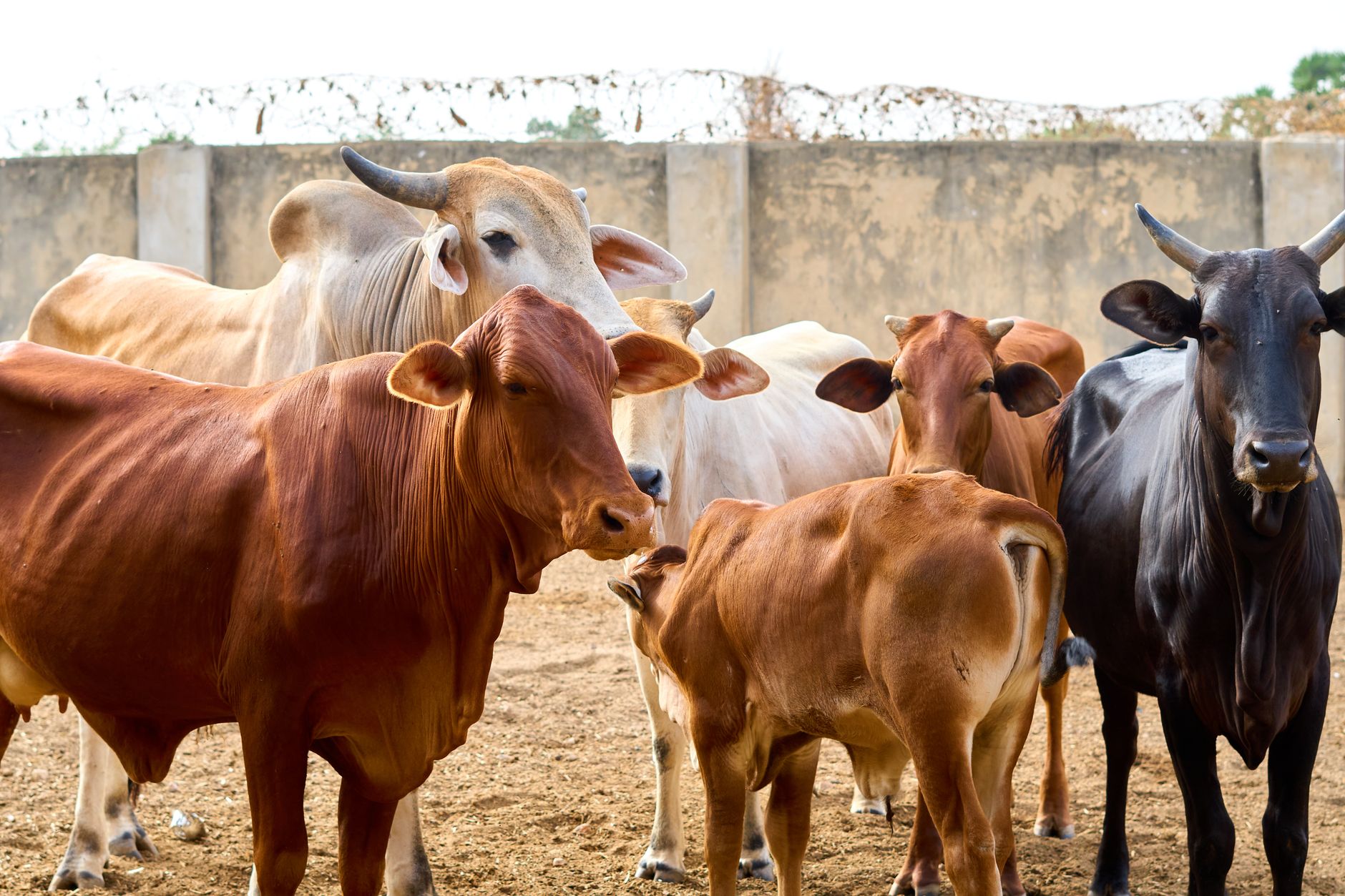 CME Cattle Futures Recover on US Beef Import Plan Boosts Market