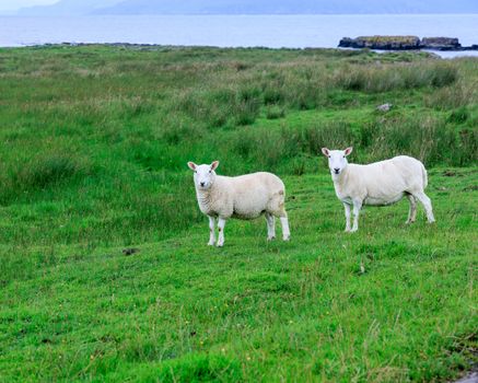 A pair of sheep grazing on a lush green pasture by the sea in Scotland, United Kingdom.