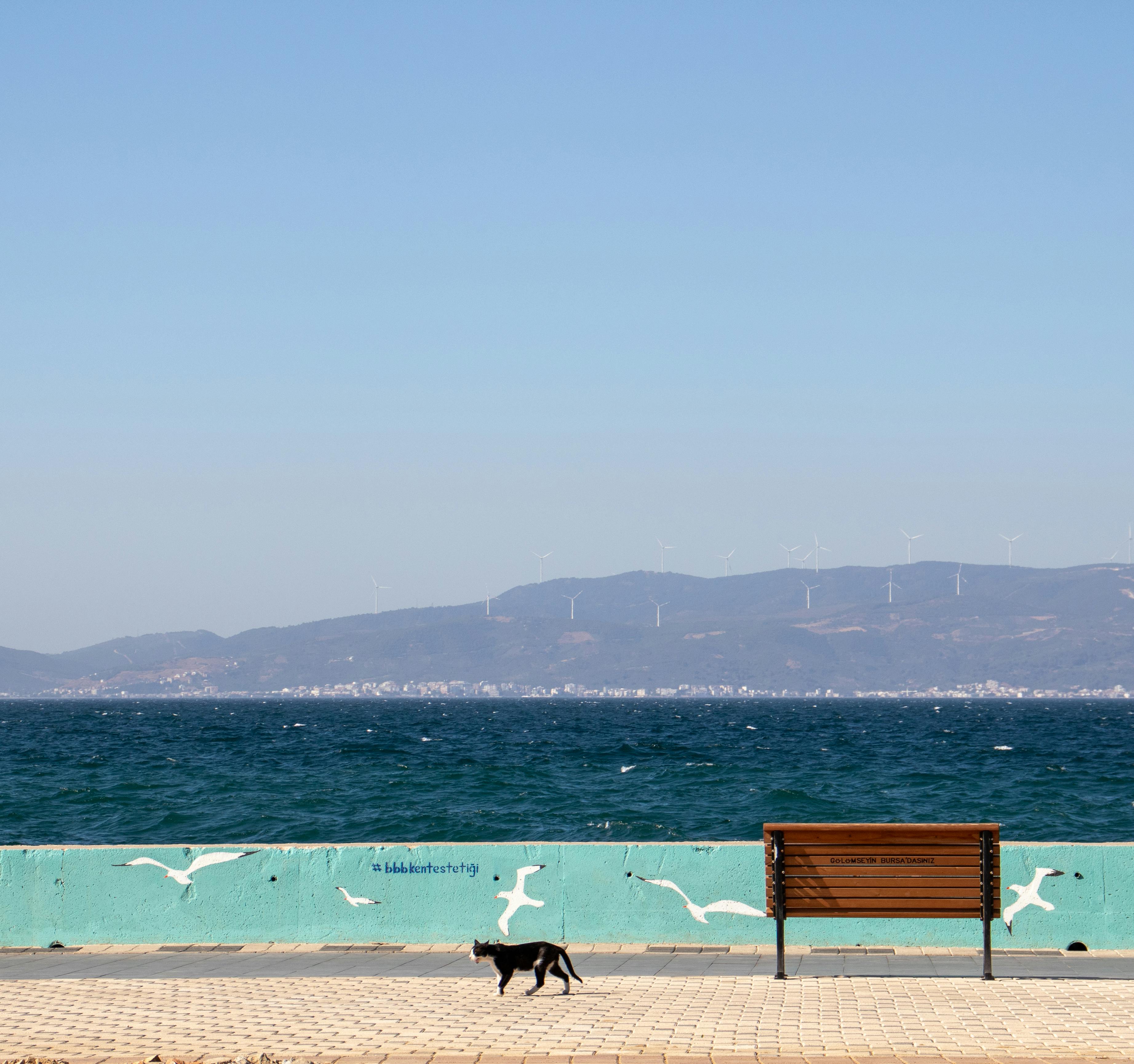 A tranquil seaside scene in Bursa, Turkey with a lone black cat and bench overlooking the ocean.