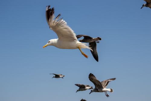 Free A flock of seagulls gracefully flying against a clear blue sky over the coast of Bursa, Turkey. Stock Photo