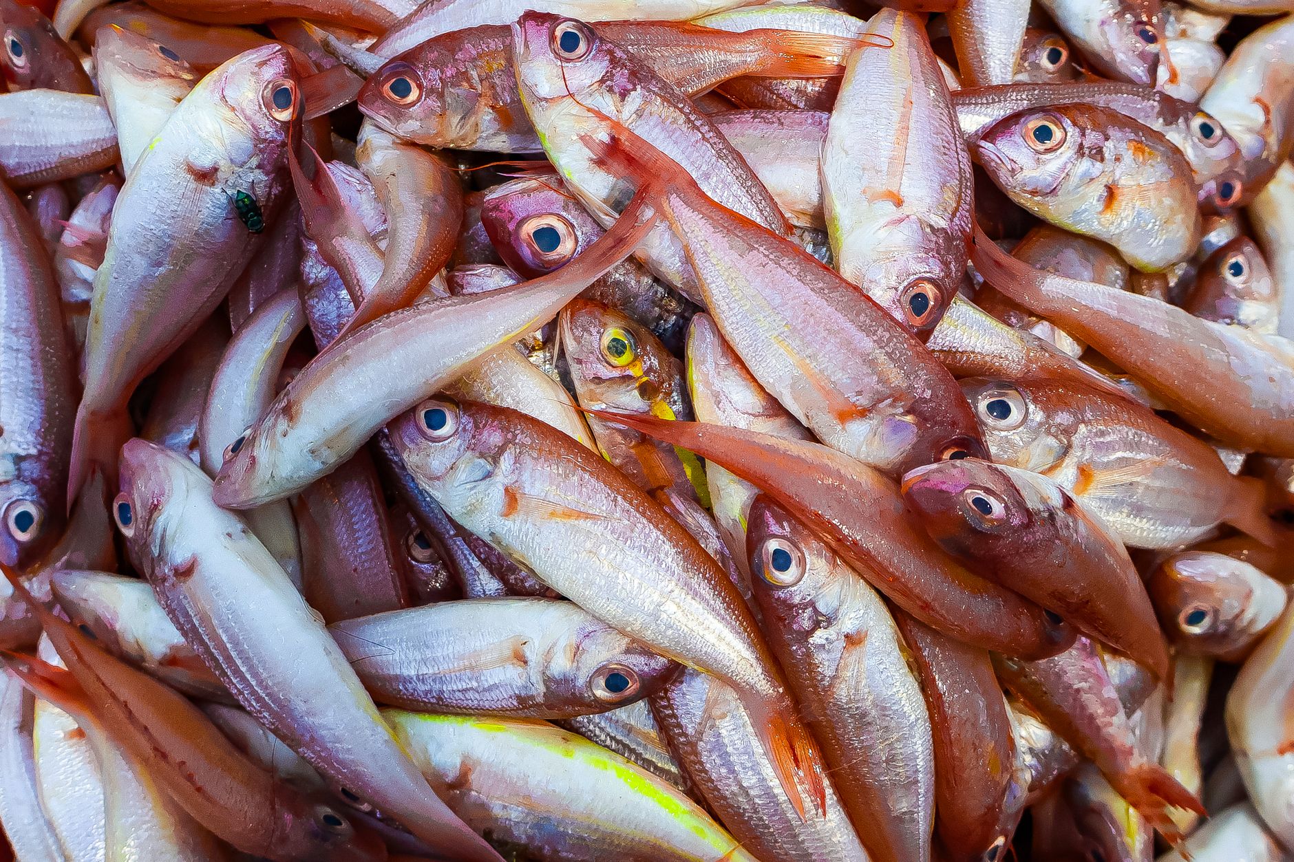 Pescado fresco para cocinar Pescado fresco entero sobre hielo en un mercado