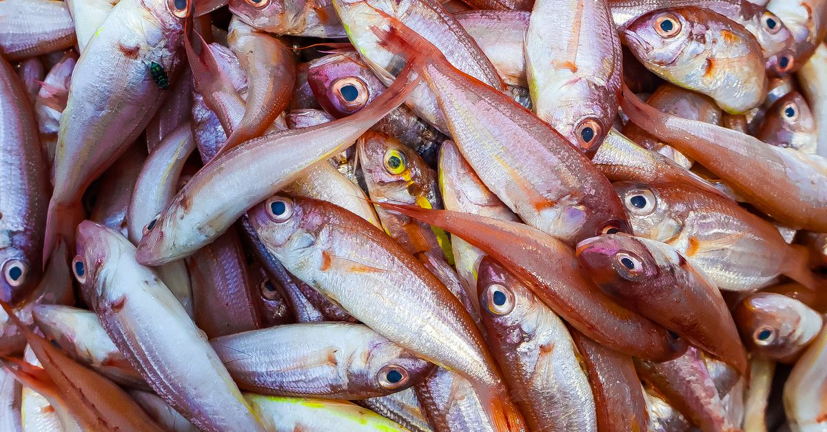 122 fish vendors agree to move to new Loop Road market: GCC
