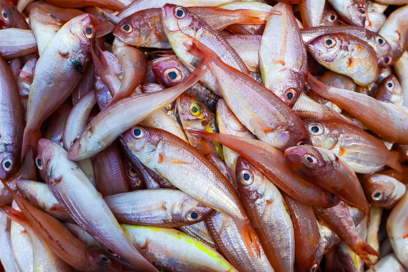 Fresh whole red snappers at a fish market