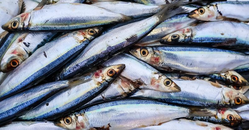 Terrine de Poisson : Recette Facile en 5 Étapes
