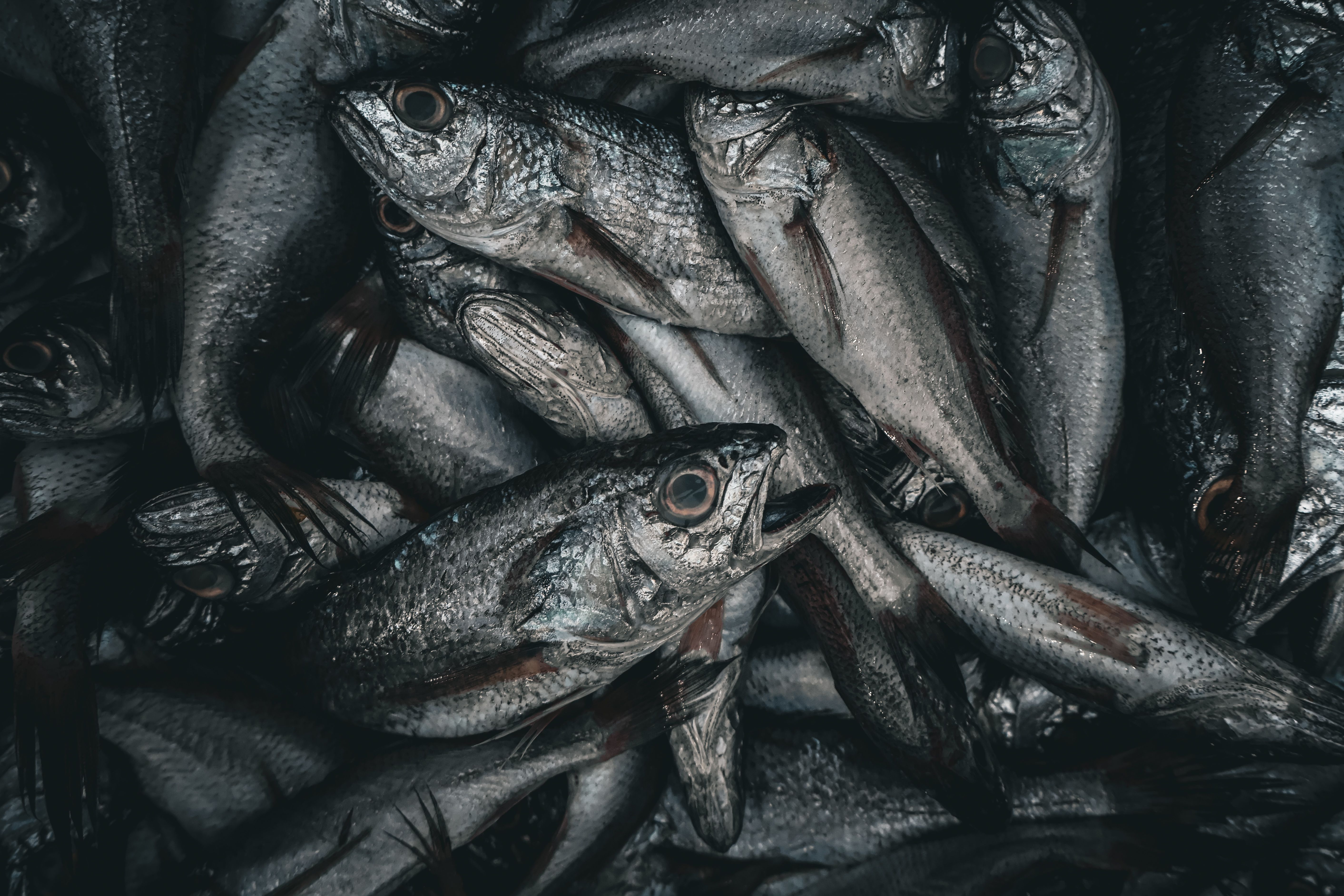 Khoi Fish Karma Photos, Download The BEST Free Khoi Fish Karma Stock ...