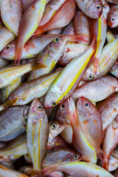 Sipper Fish Snapper Fish Photos, Download The BEST Free Snapper Fish Stock Photos ...