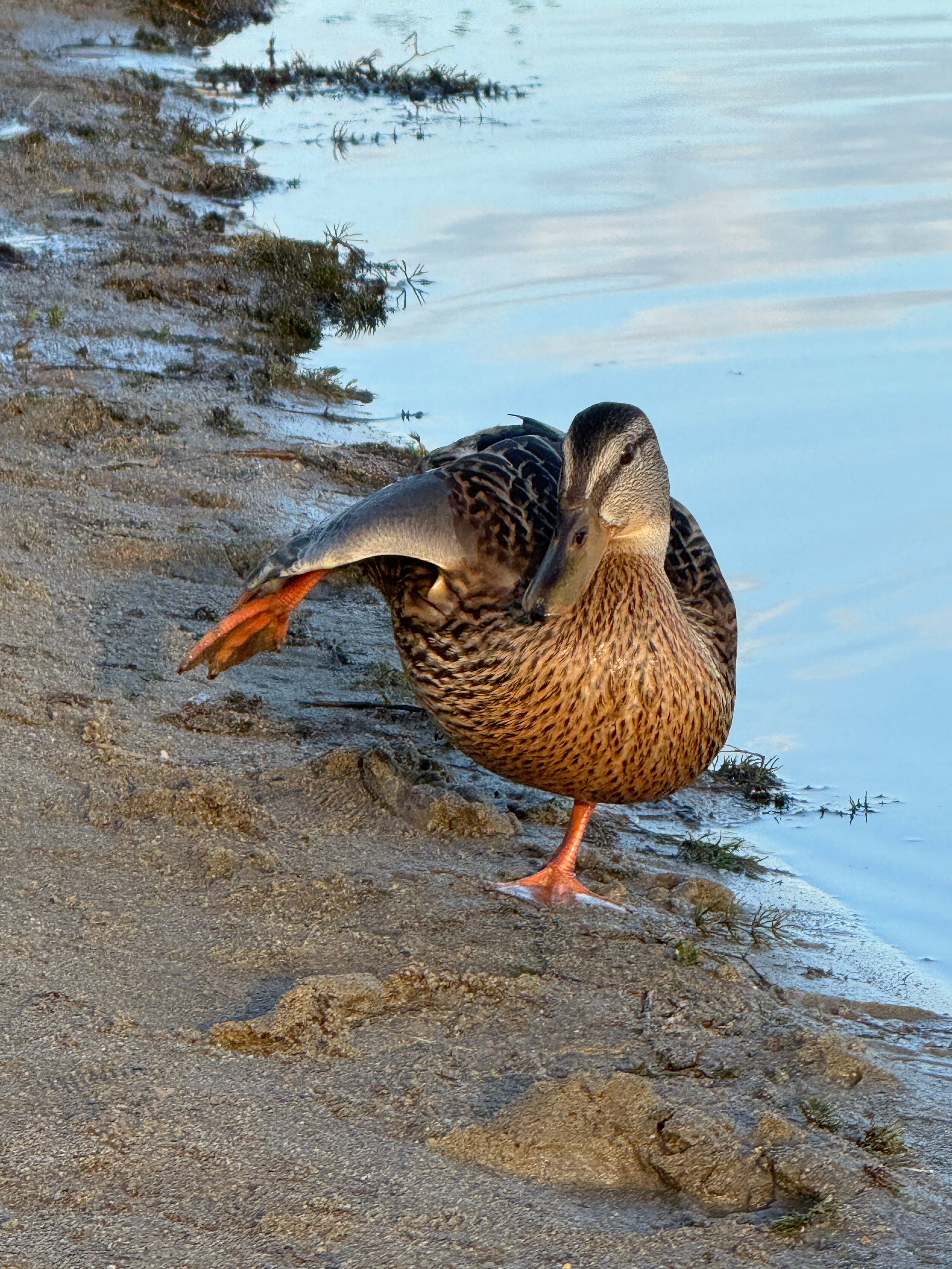 Mallard Duck Balancing on Sandy Shoreline · Free Stock Photo