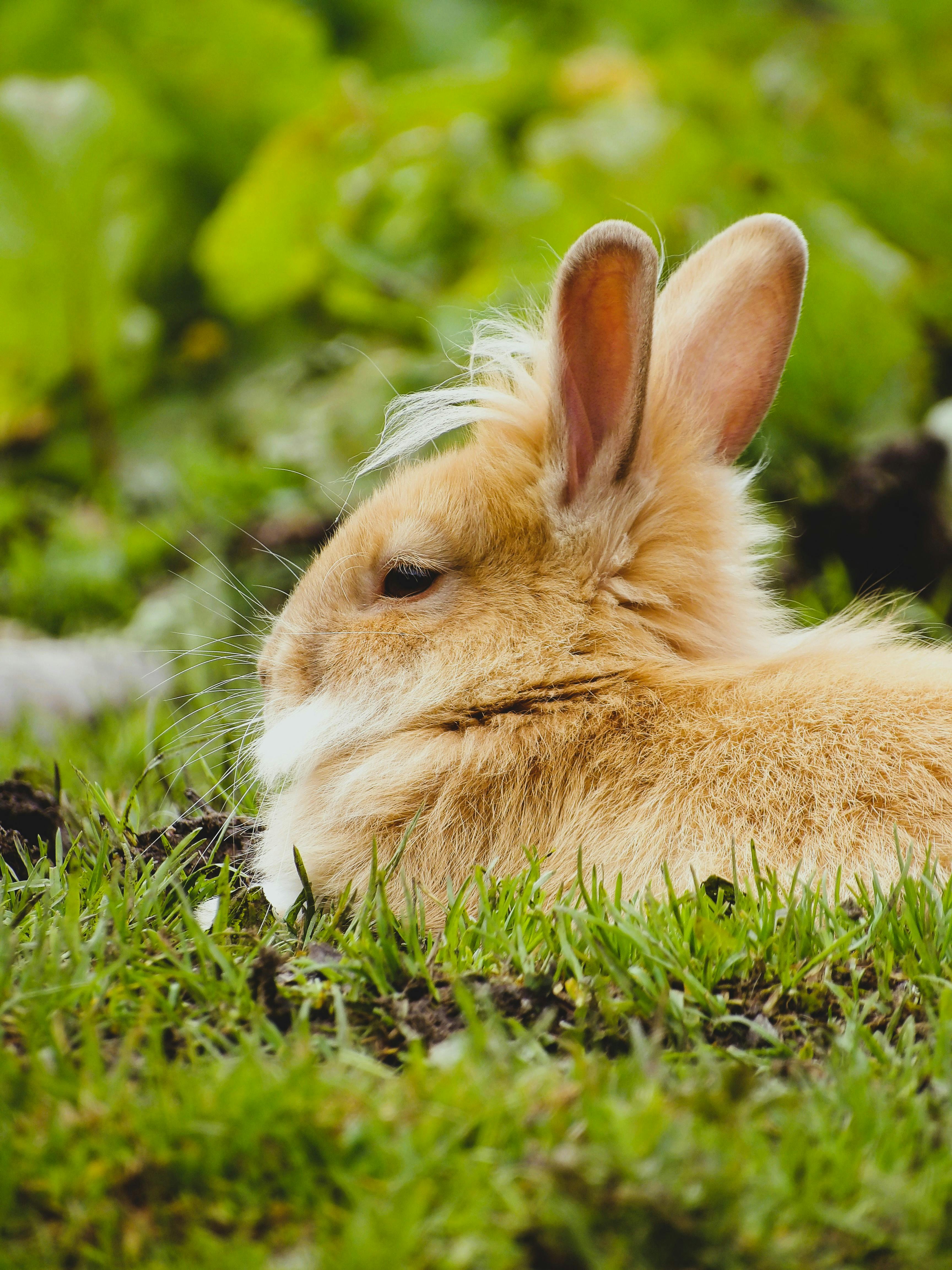 Cute rabbit lying in vibrant green grass in Trentino-Alto Adige, Italy, enjoying nature.