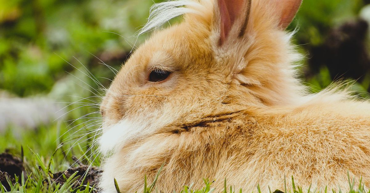 Lush Rabbits Adorable Rabbit Resting in Lush Greenery · Free Stock Photo