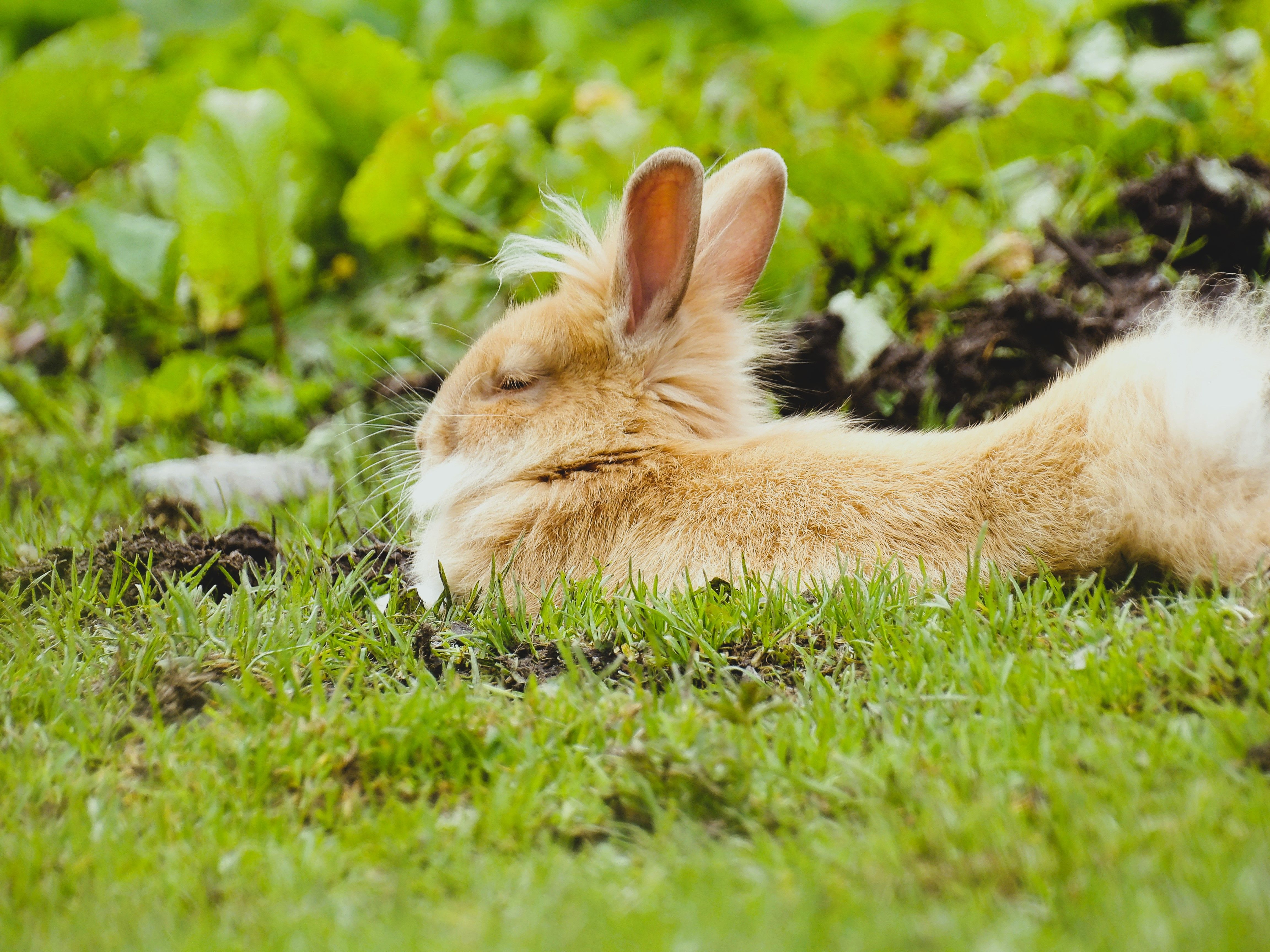 Adorable Rabbit Relaxing on Green Grass · Free Stock Photo