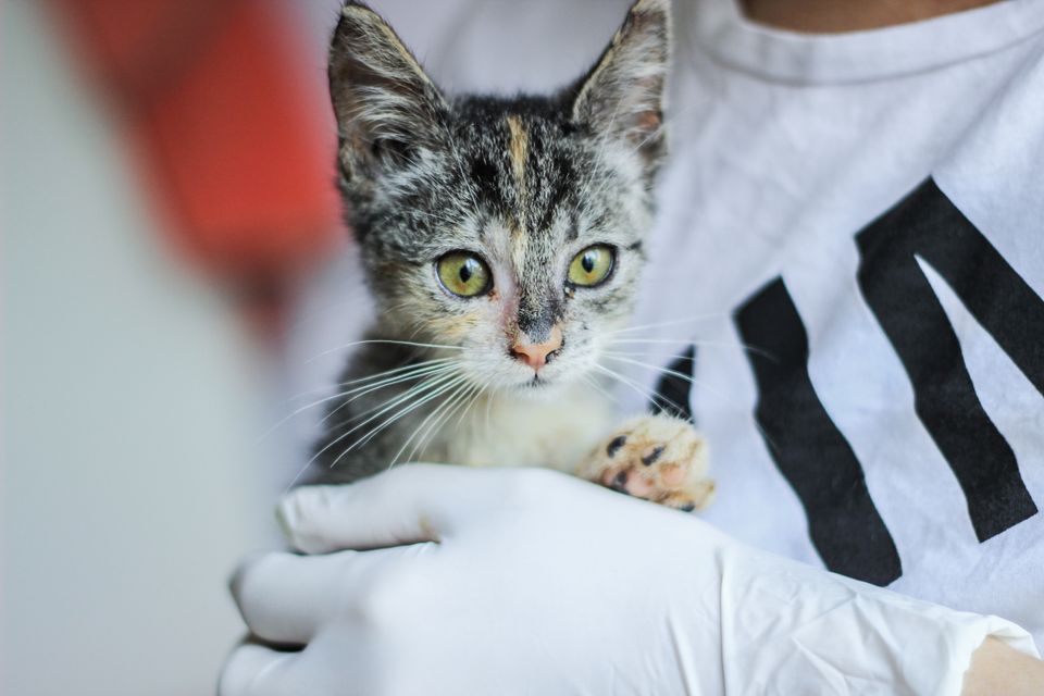Mače u rukavicama veterinarke
