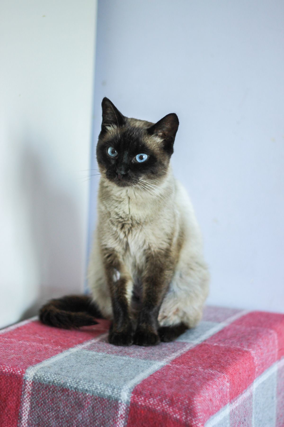 Chat siamois assis, yeux bleus et robe colorpoint