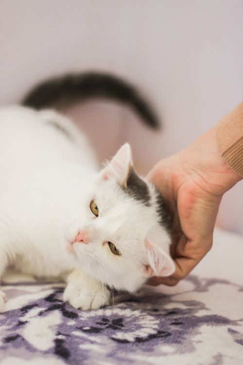 Can a Human Grooming a Cat: Expert Tips for Perfect Care