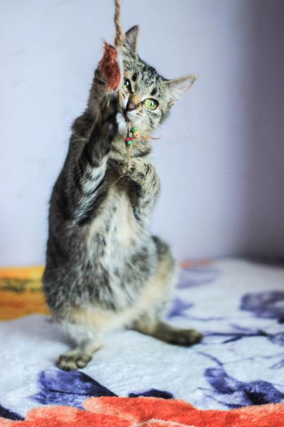Tabby cat playing with a rope toy
