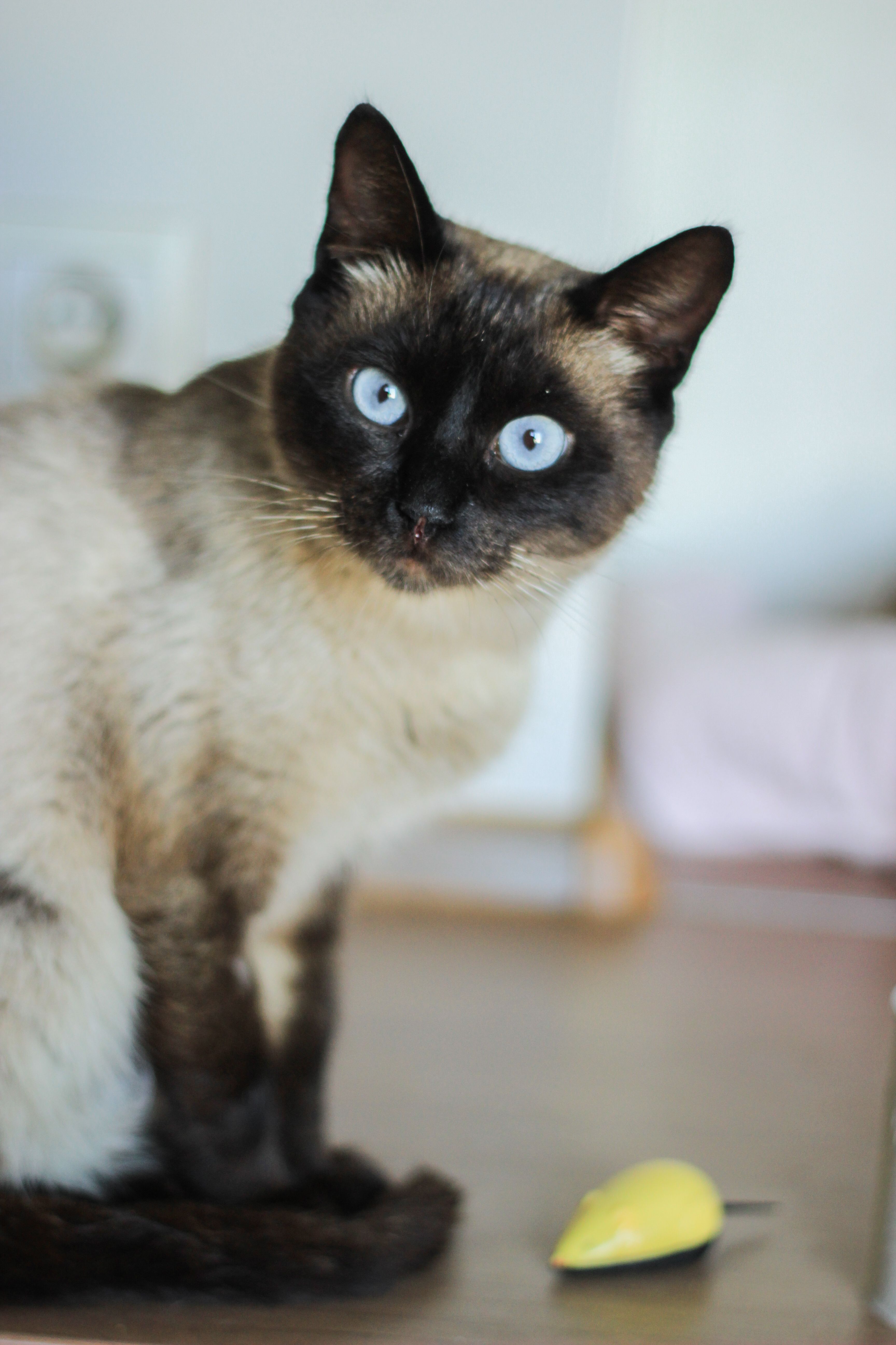Siamese