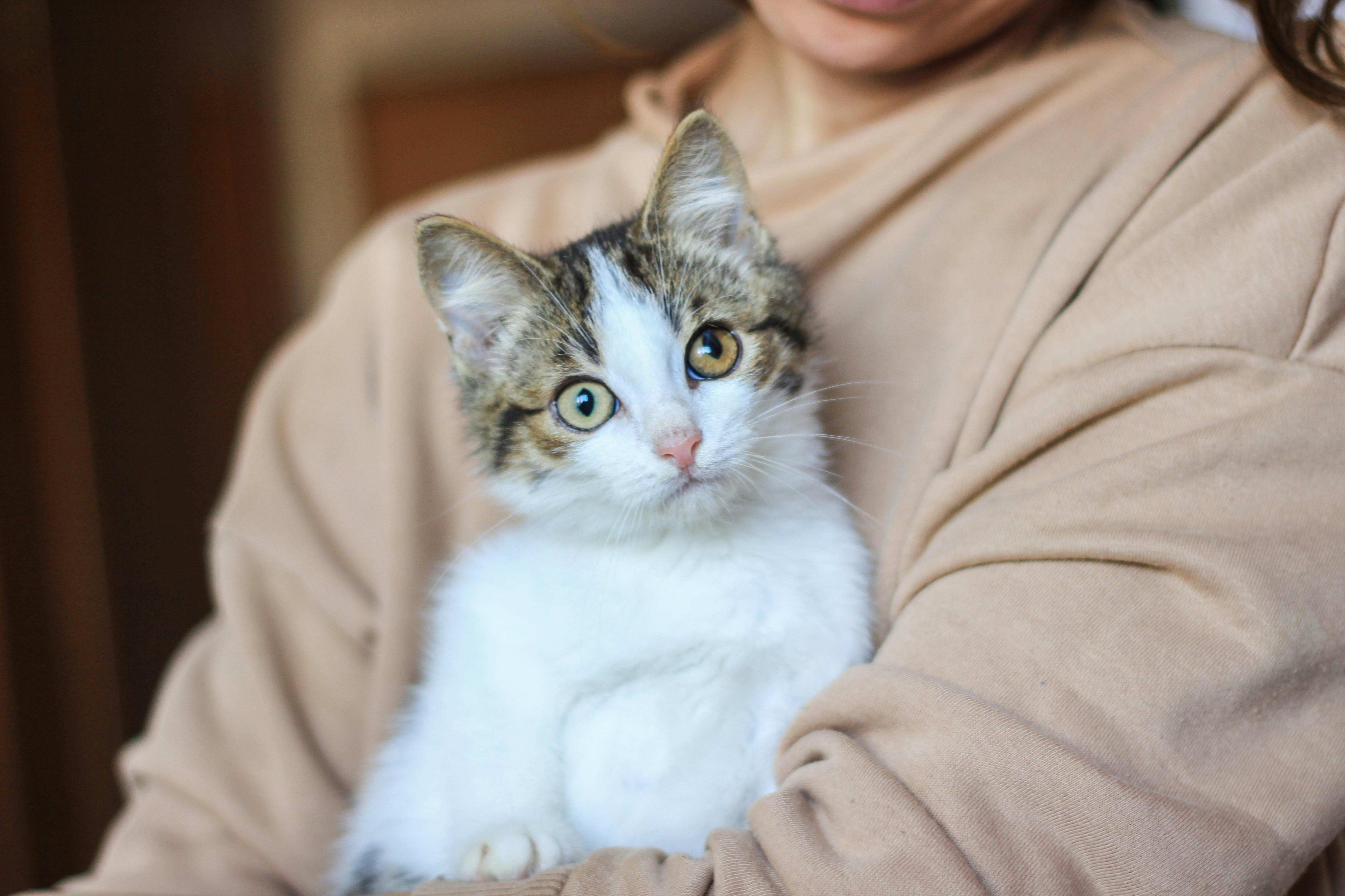 For The Love Of Cats