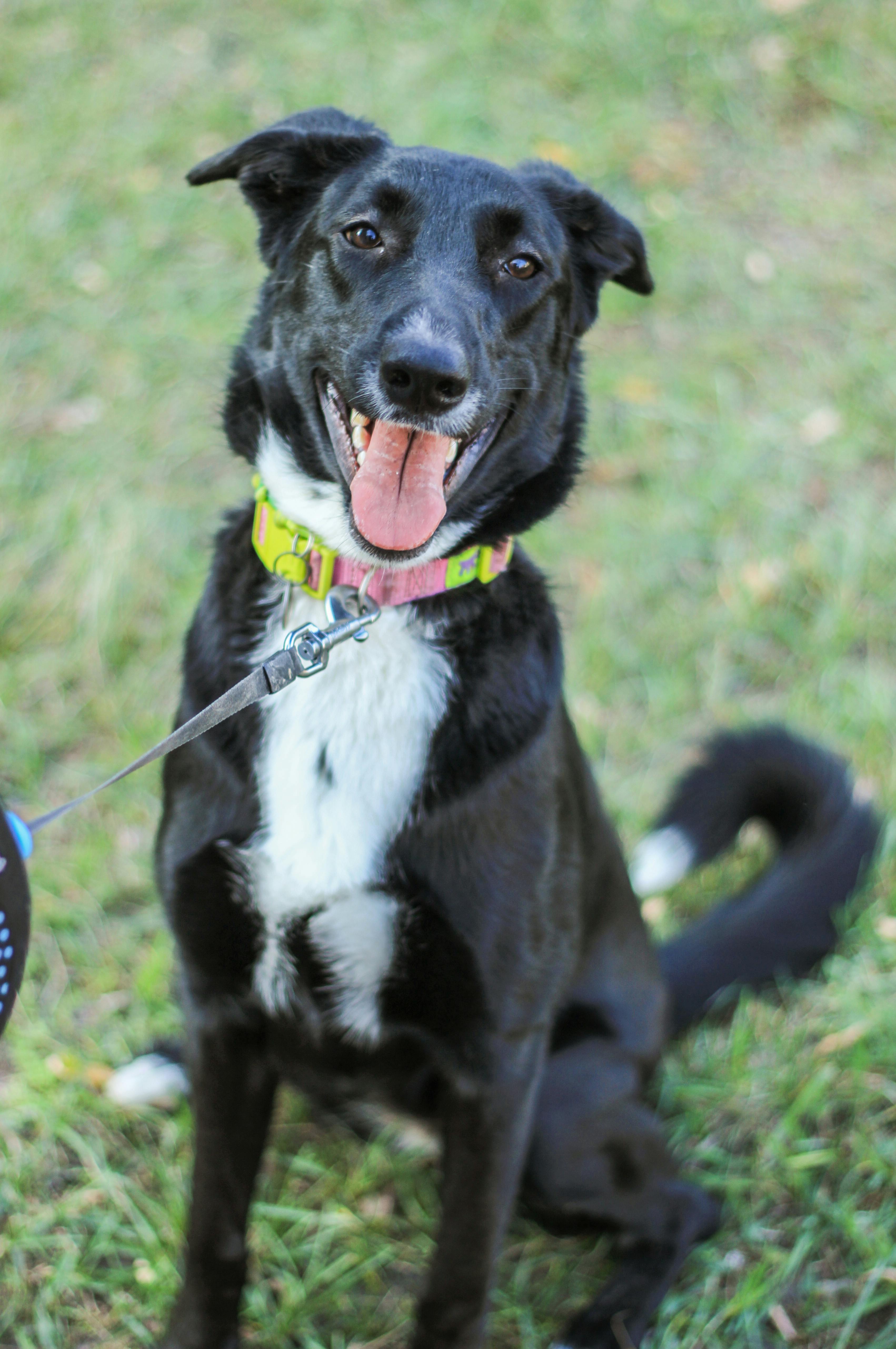 Cute black and white dog sitting on grass, smiling with a colorful collar.