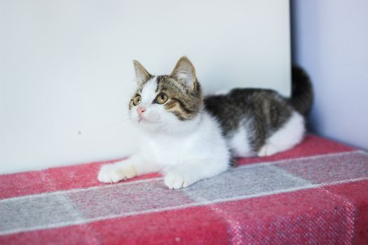 cat photo