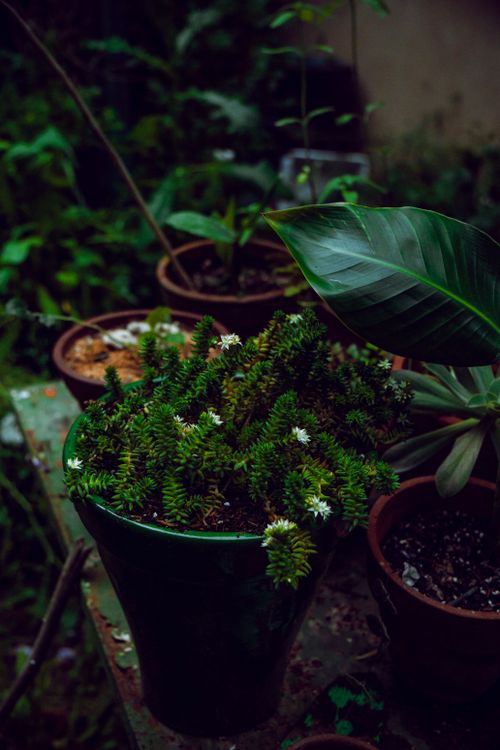Free Variety of potted plants with lush foliage in an outdoor garden environment. Stock Photo