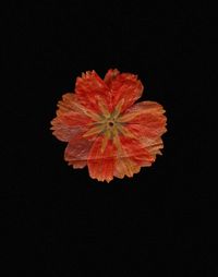 Pressed flower on a dark ground — Lisa Fotios on Pexels