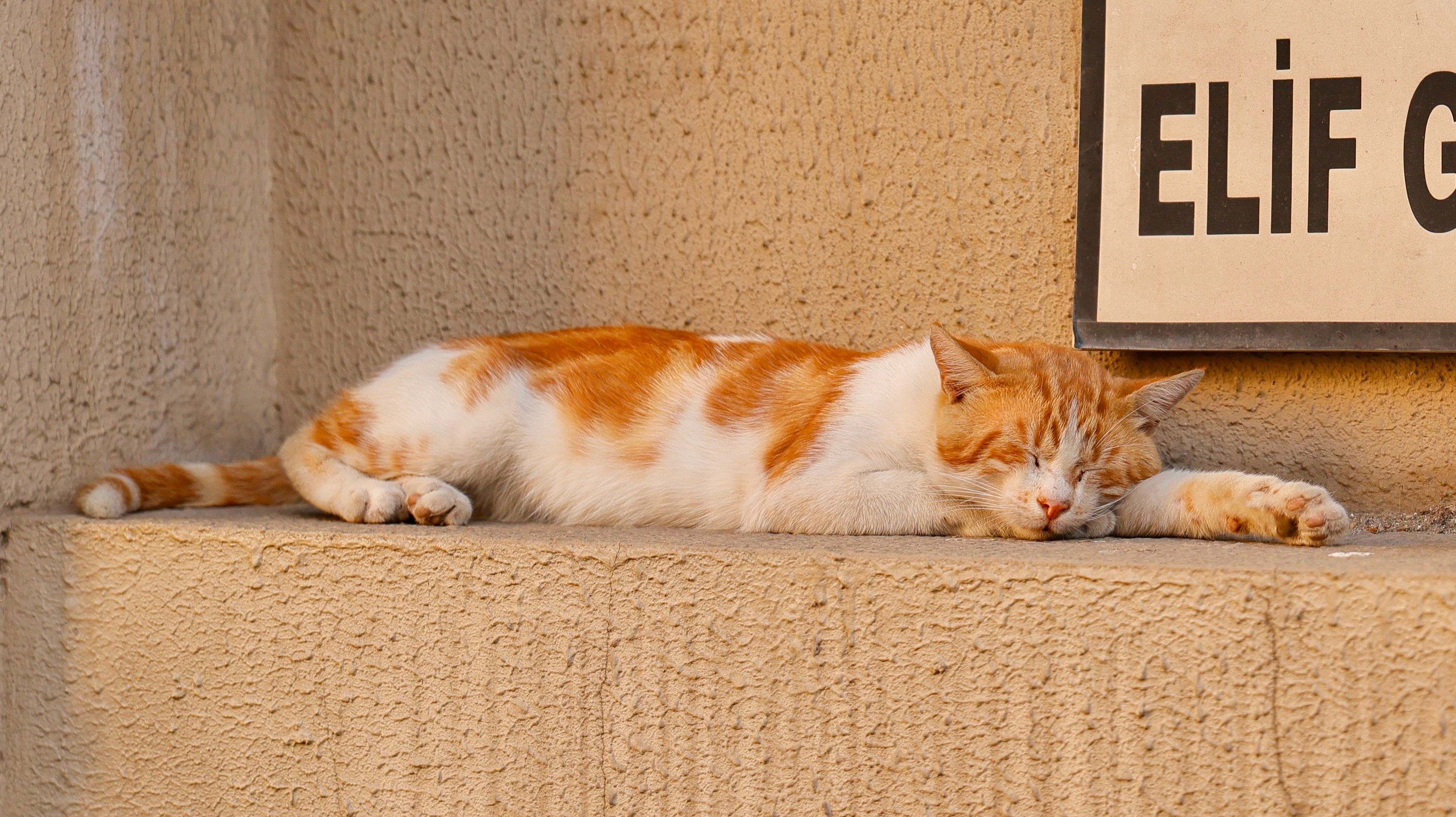A peaceful ginger cat sleeping on a sunny urban wall in the afternoon.