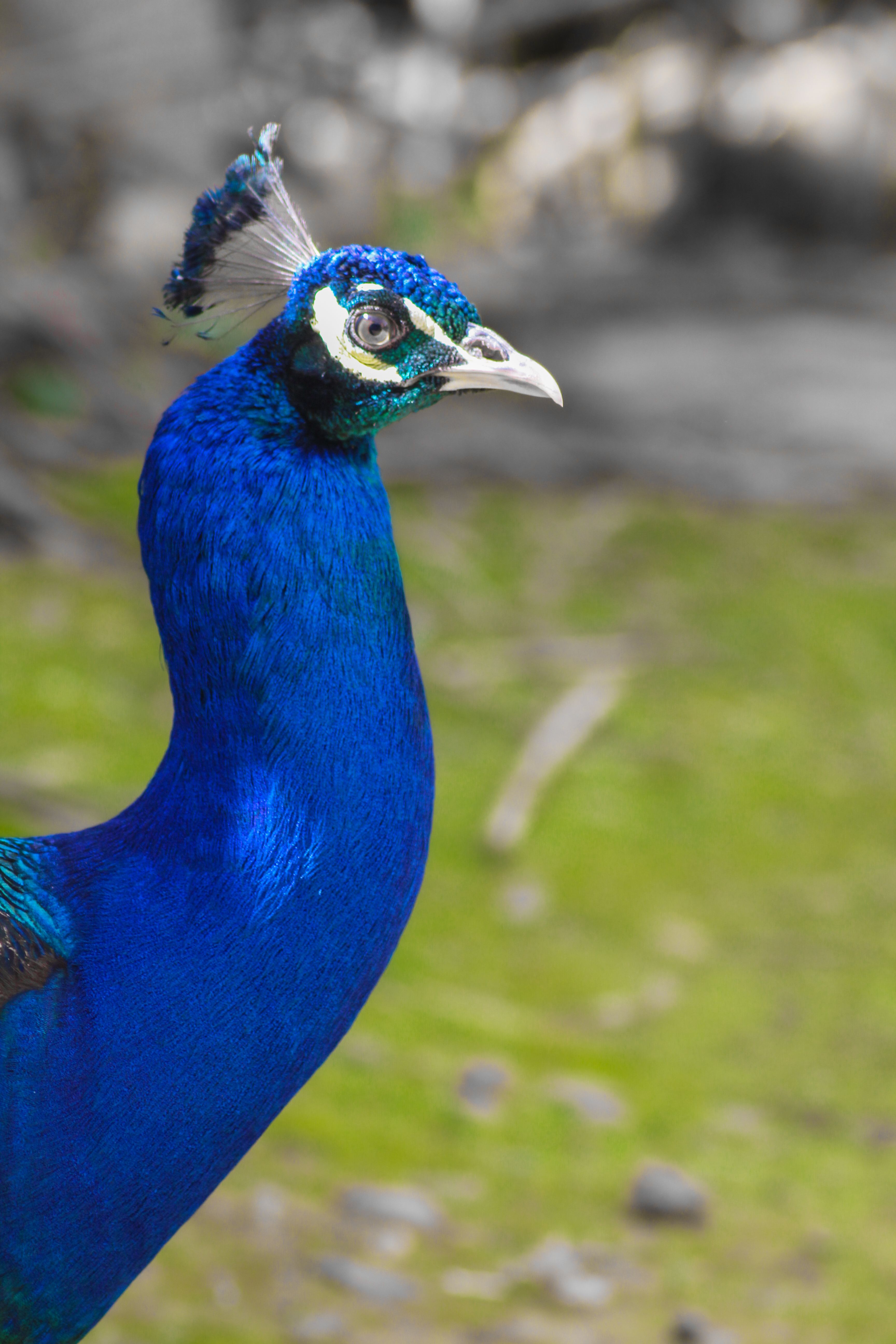 Vibrant Peacock in Natural Habitat · Free Stock Photo