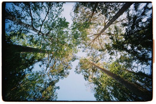 Looking up at tall green trees in a dense forest, capturing a serene nature scene.
