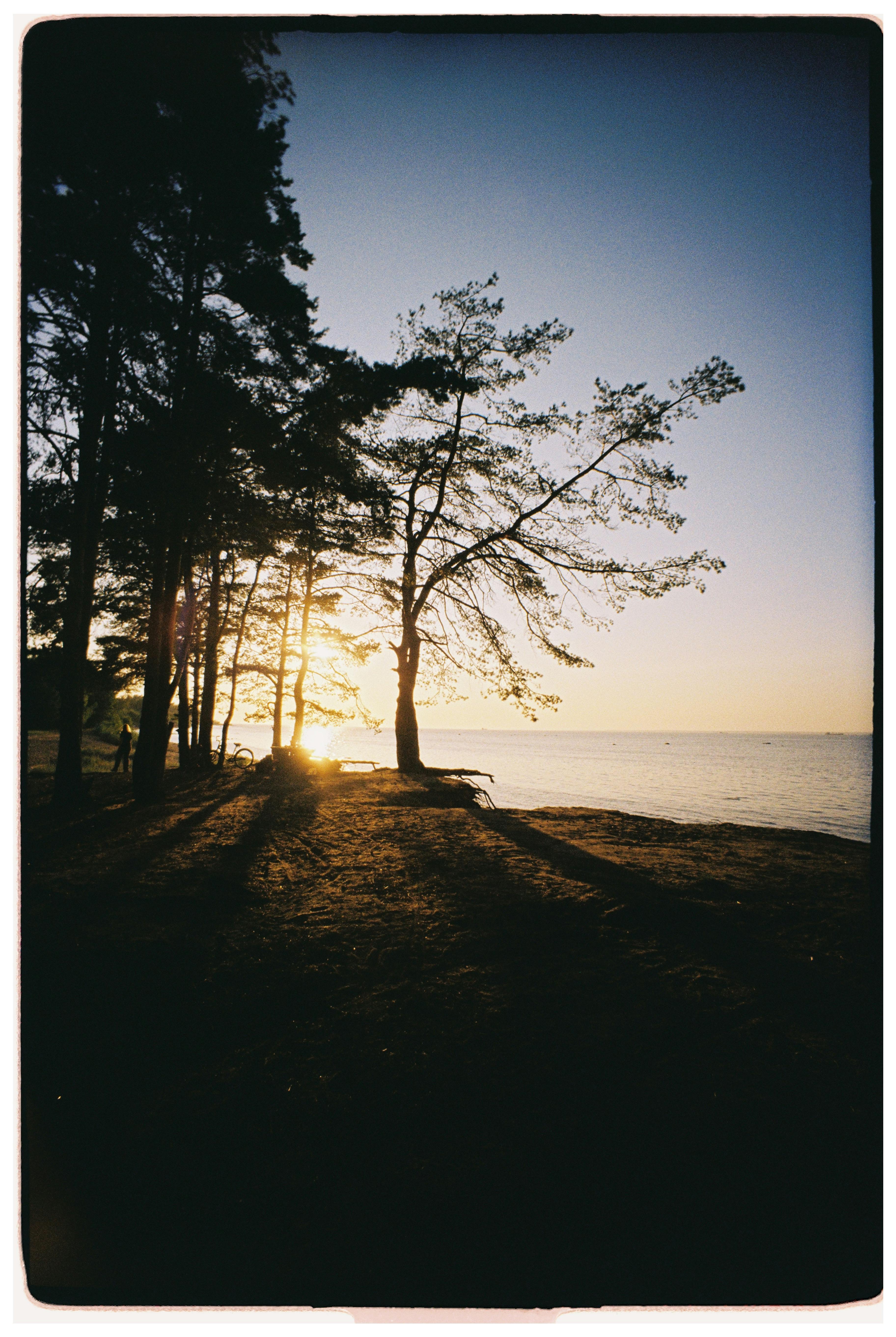 Dramatic sunset casting long shadows through trees by a tranquil lakeside.