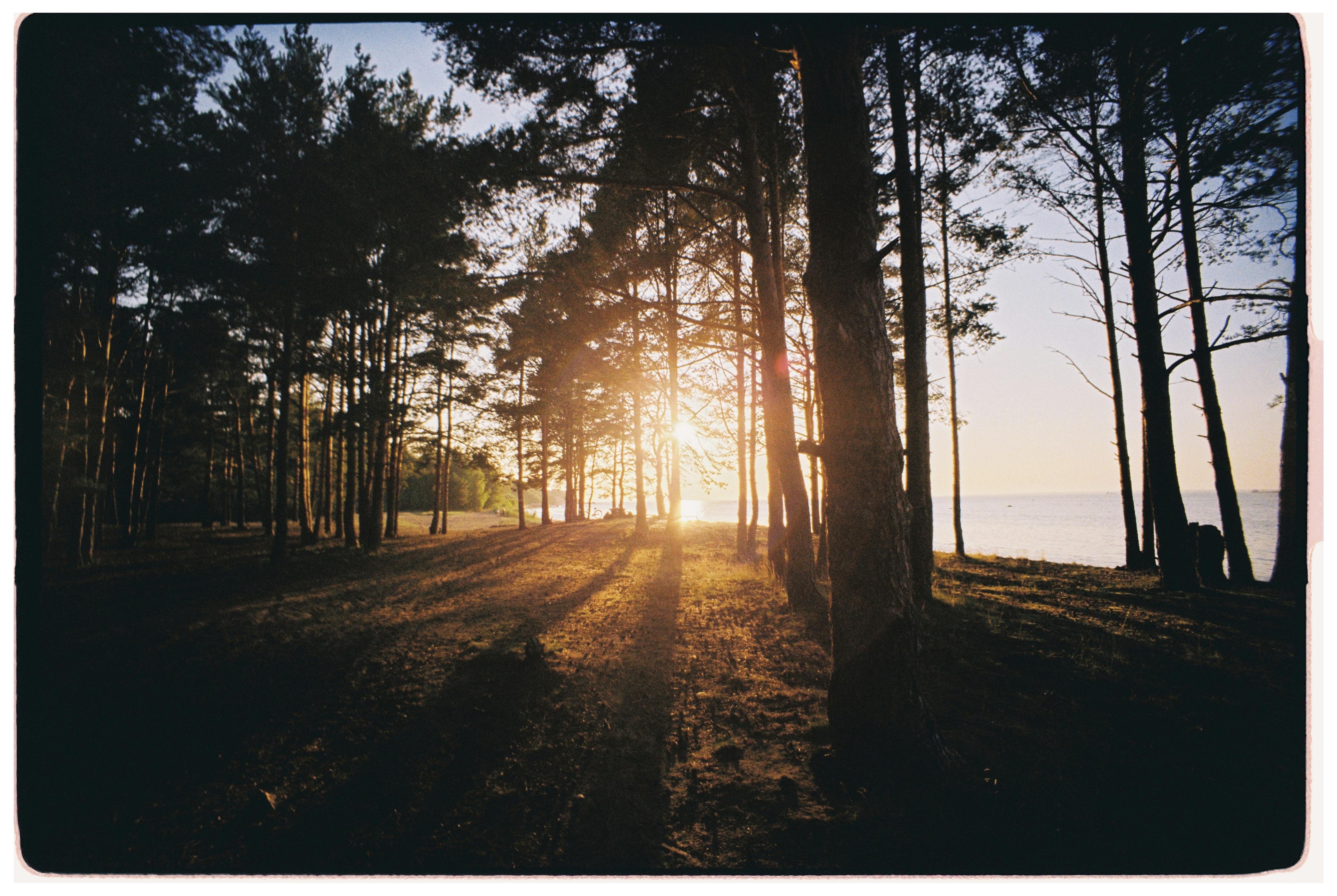 Sunrise casting golden rays through a serene pine forest by the seaside.