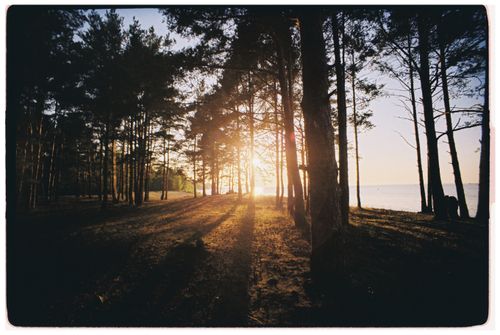 Free Sunrise casting golden rays through a serene pine forest by the seaside. Stock Photo