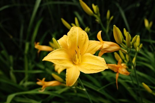 A vibrant yellow daylily blooming amidst lush green foliage, captured in a garden setting.