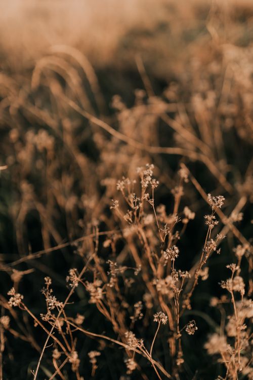 Free Close-up of delicate wild grasses in an autumn field, captured in soft light. Stock Photo
