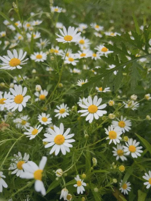 Free Charming white daisies with yellow centers blooming in a vibrant green field. Stock Photo
