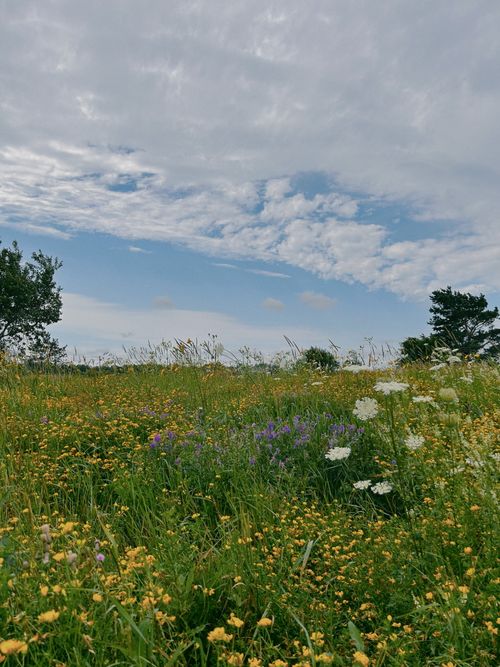 Free A peaceful summer meadow with various wildflowers under a bright blue sky, creating a serene natural scene. Stock Photo