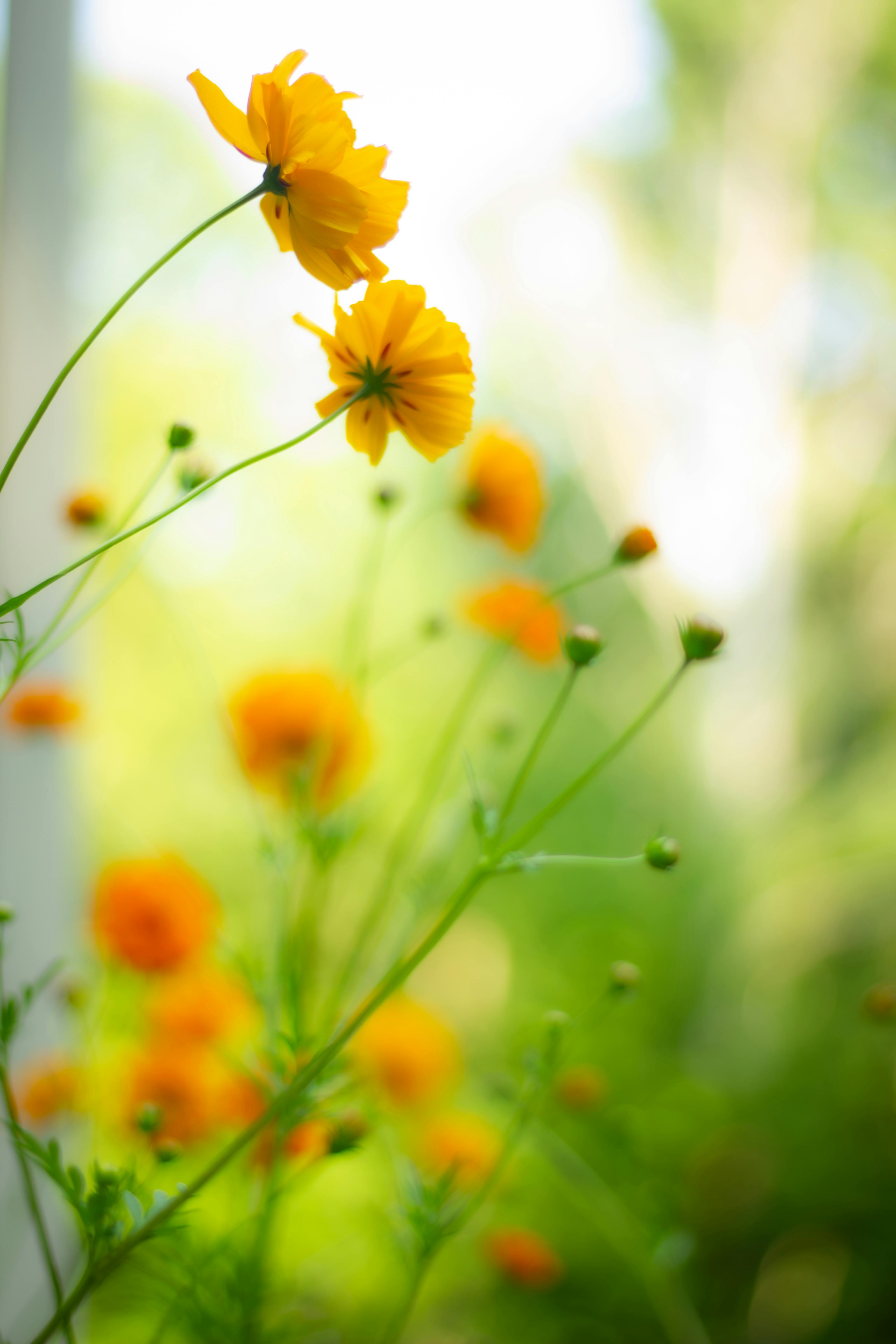 Bright orange cosmos flowers against a soft blurred green background in summer.