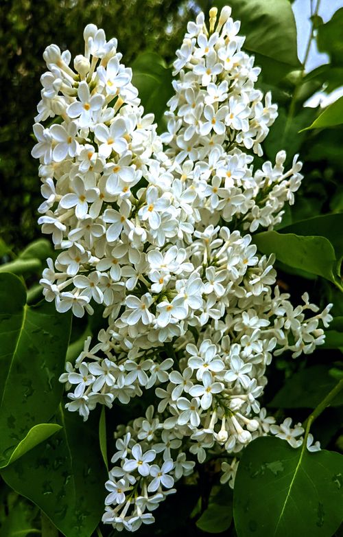 Free Close-up of blooming white lilac flowers (Syringa vulgaris) with lush green leaves outdoors in spring. Stock Photo