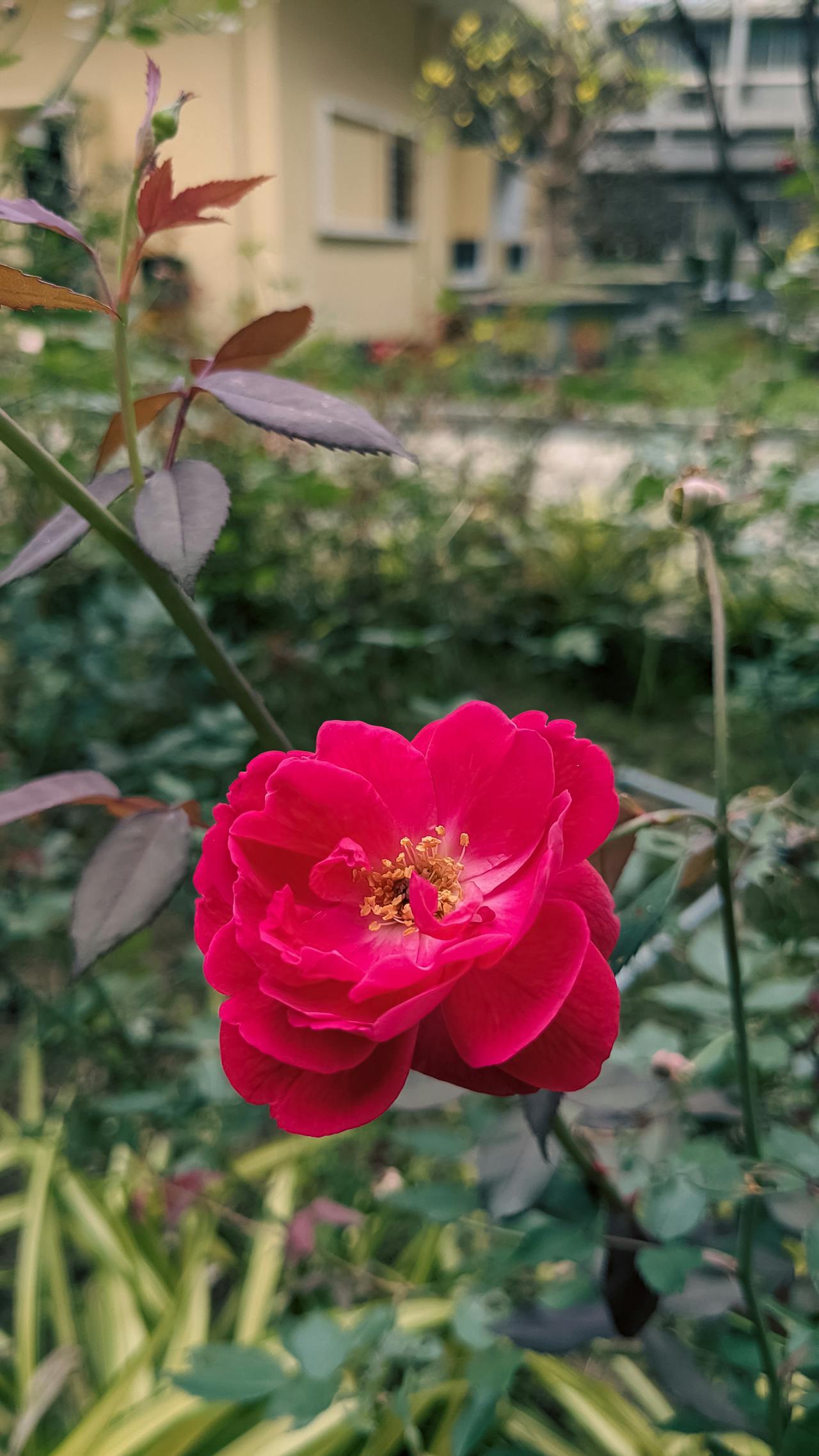 Độ nét ảnh trong nhiếp ảnh