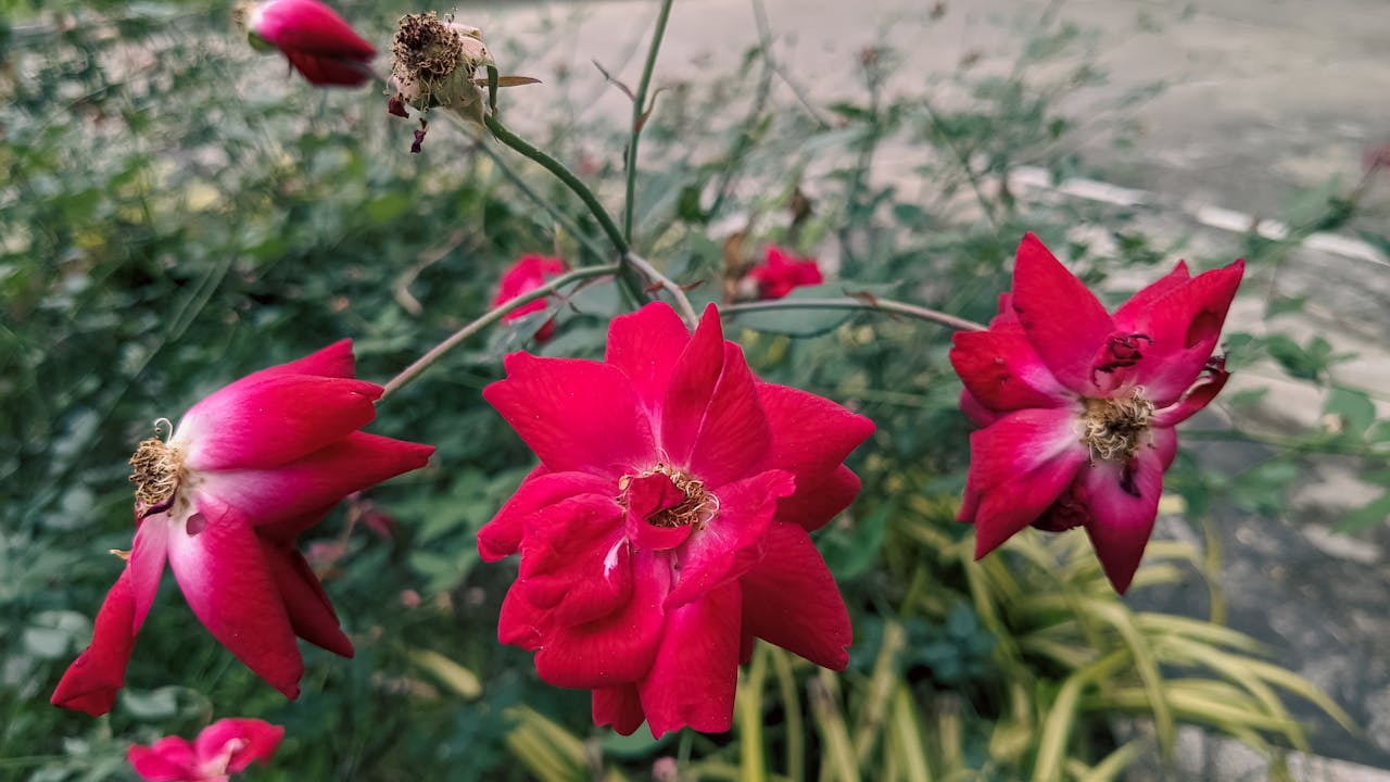 Đường xưa mây trắng | Chương 01