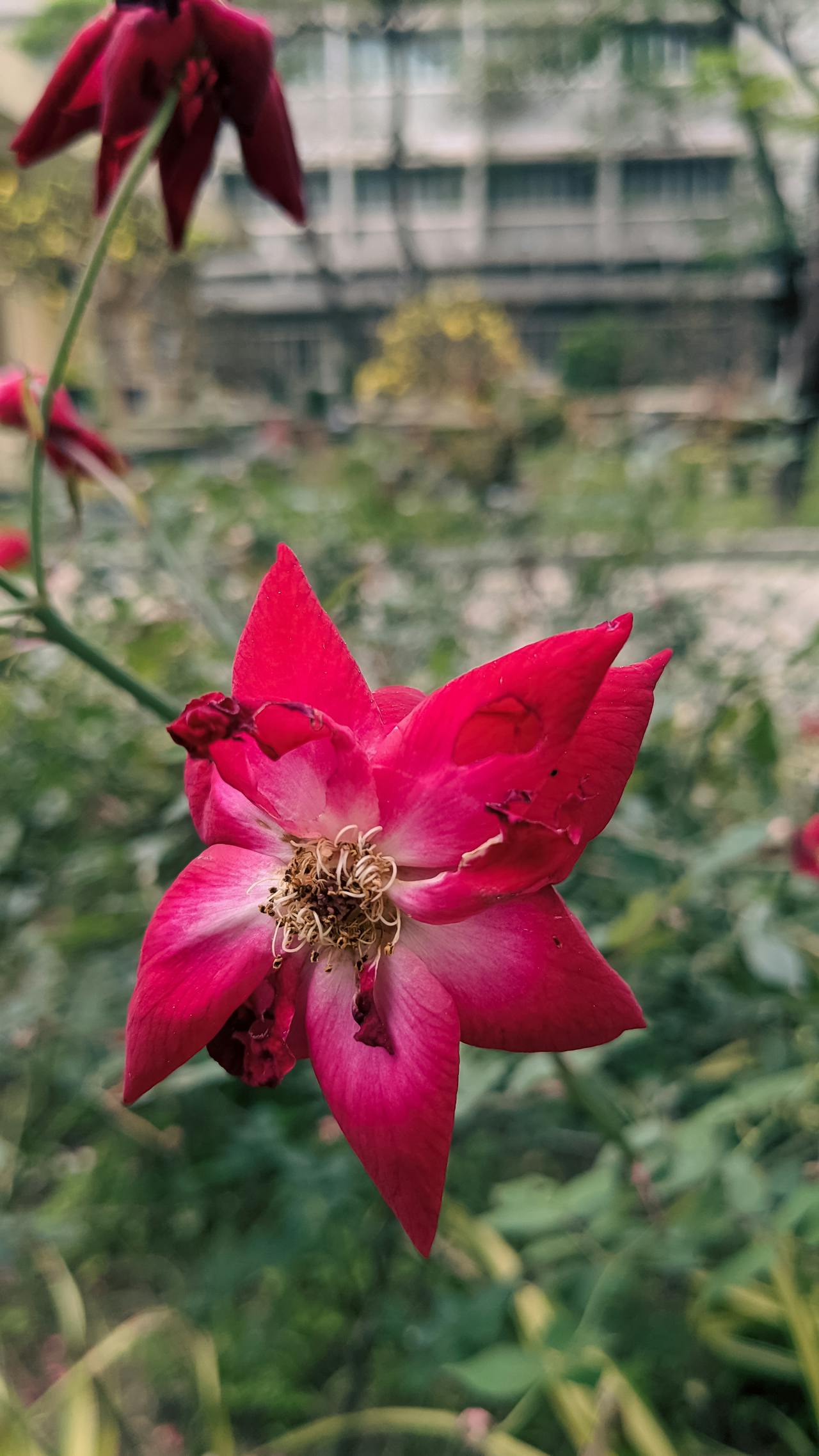 Diễn từ Nobel Văn học 2025 – Phẩm giá loài người, László Krasznahorkai