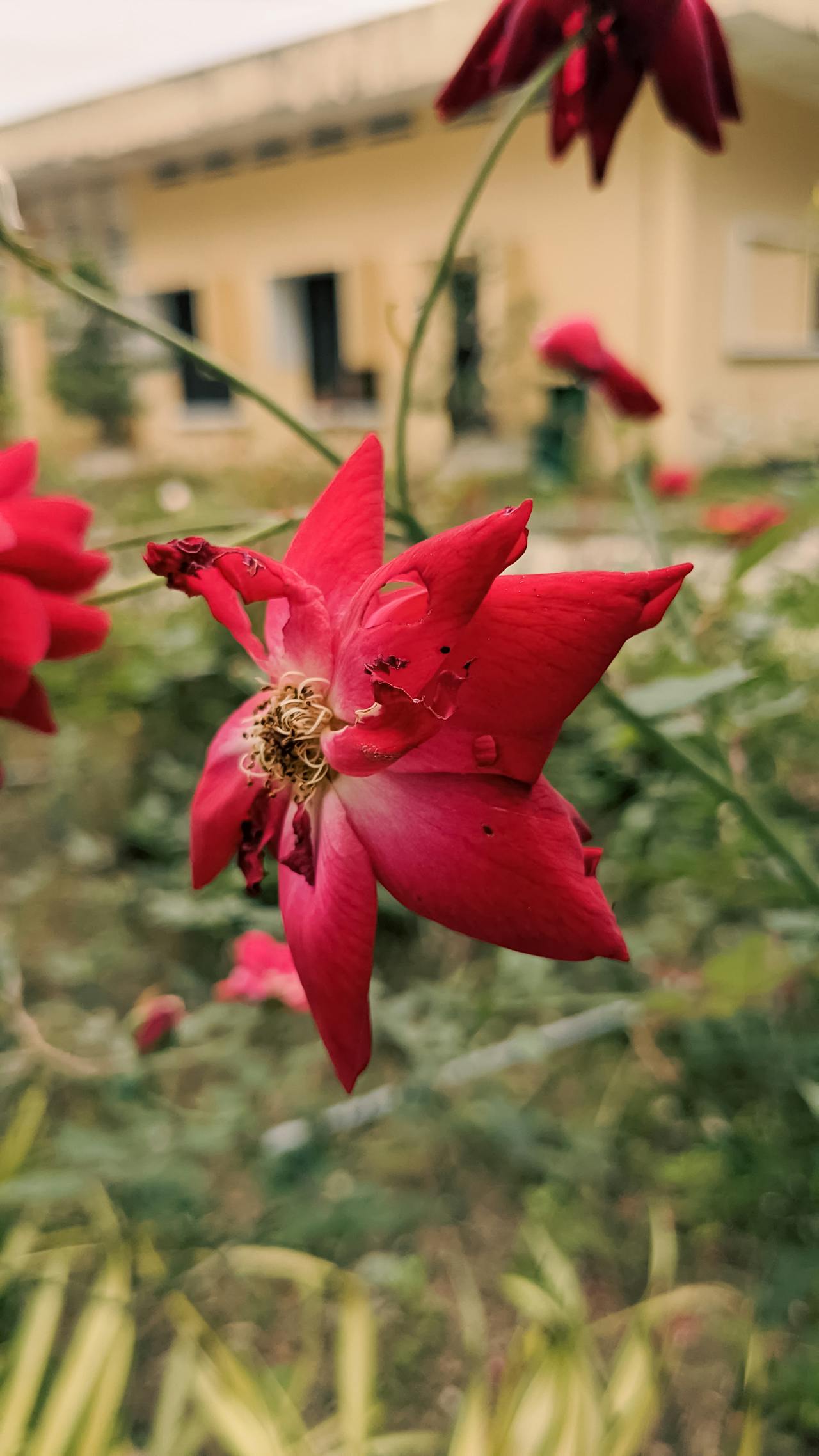 Thần điêu hiệp lữ | Chương 24