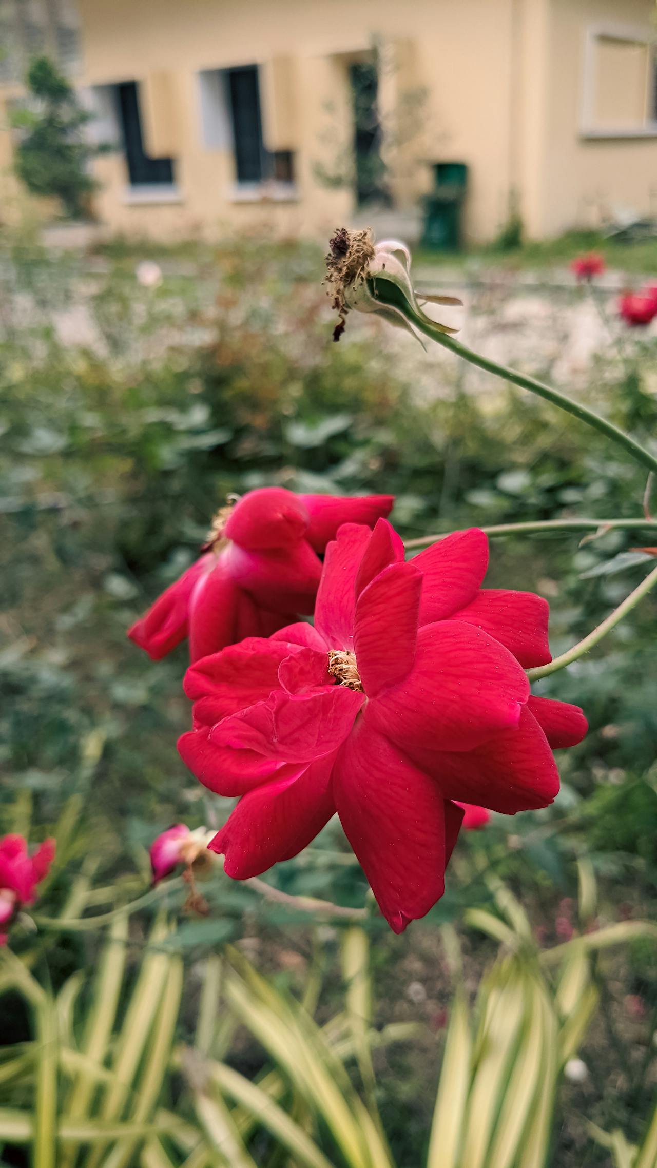 Chim lửa | Chương 21