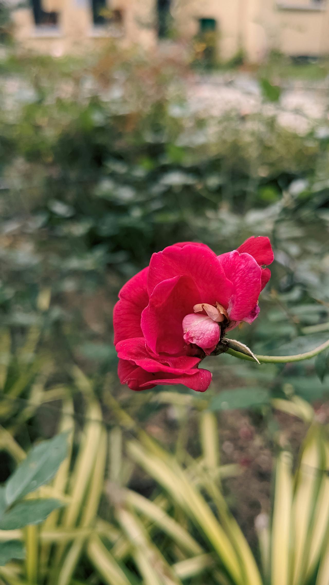 Mâu thuẫn văn hóa làm câu chuyện hấp dẫn