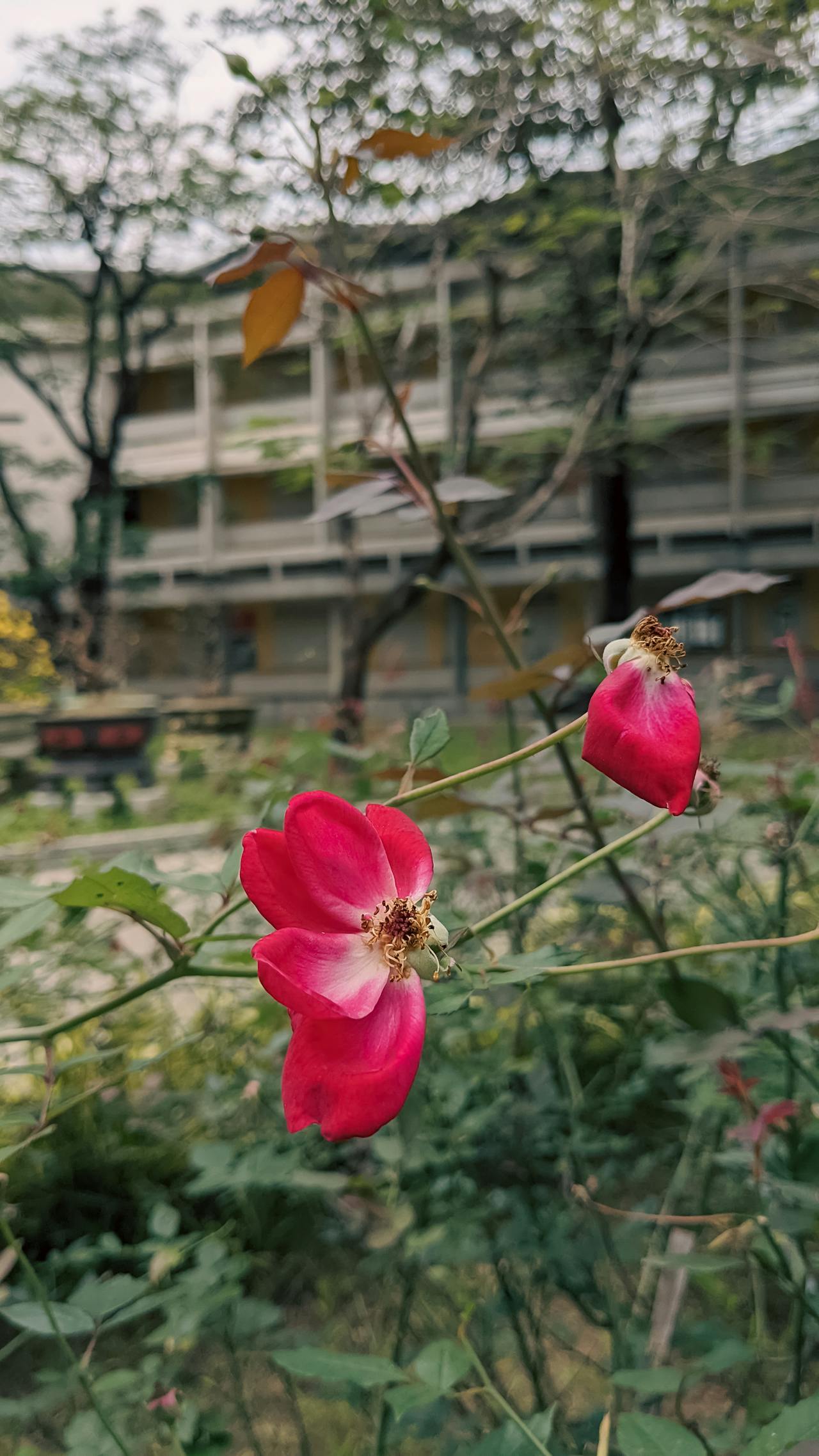 Chim lửa | Chương 01