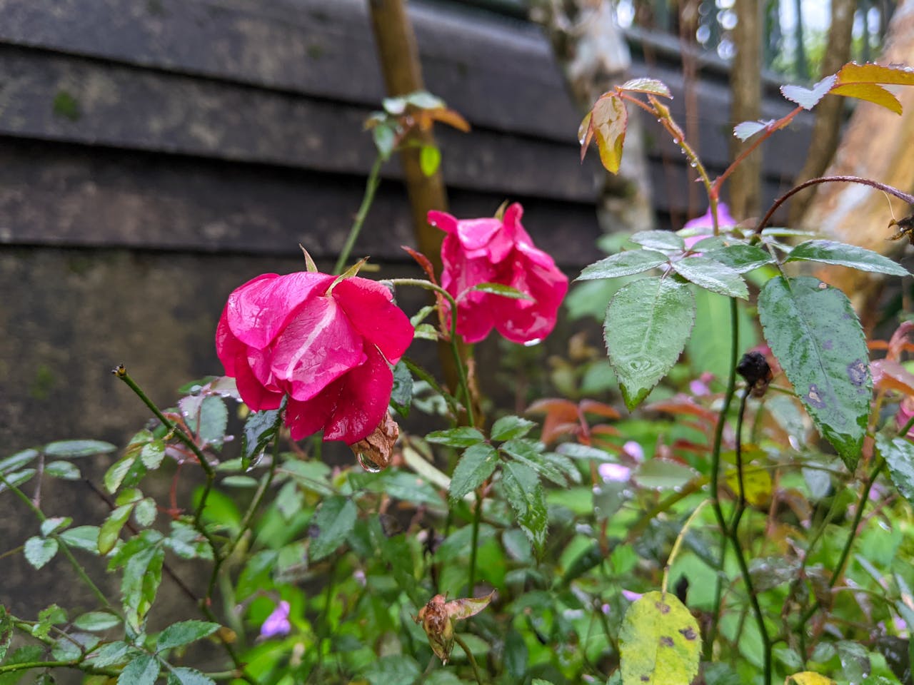 Thám tử lừng danh Conan | Chương 0643