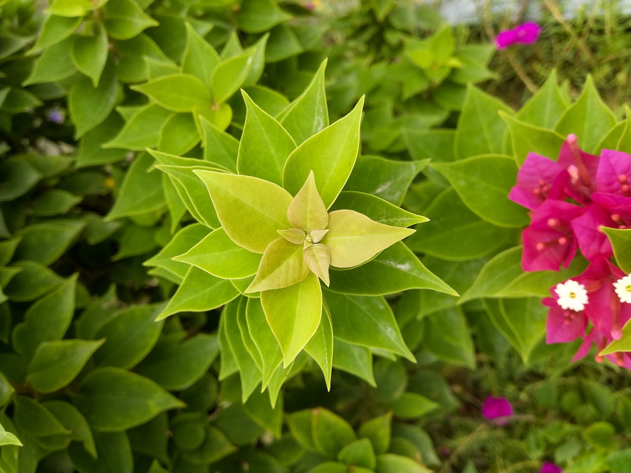 Làm thế nào để khách sạn tránh overbooking?