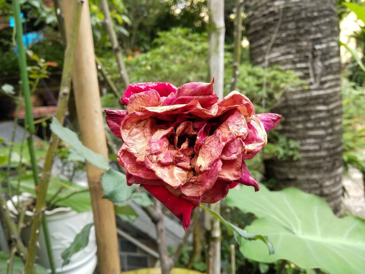 Thám tử lừng danh Conan | Chương 0137